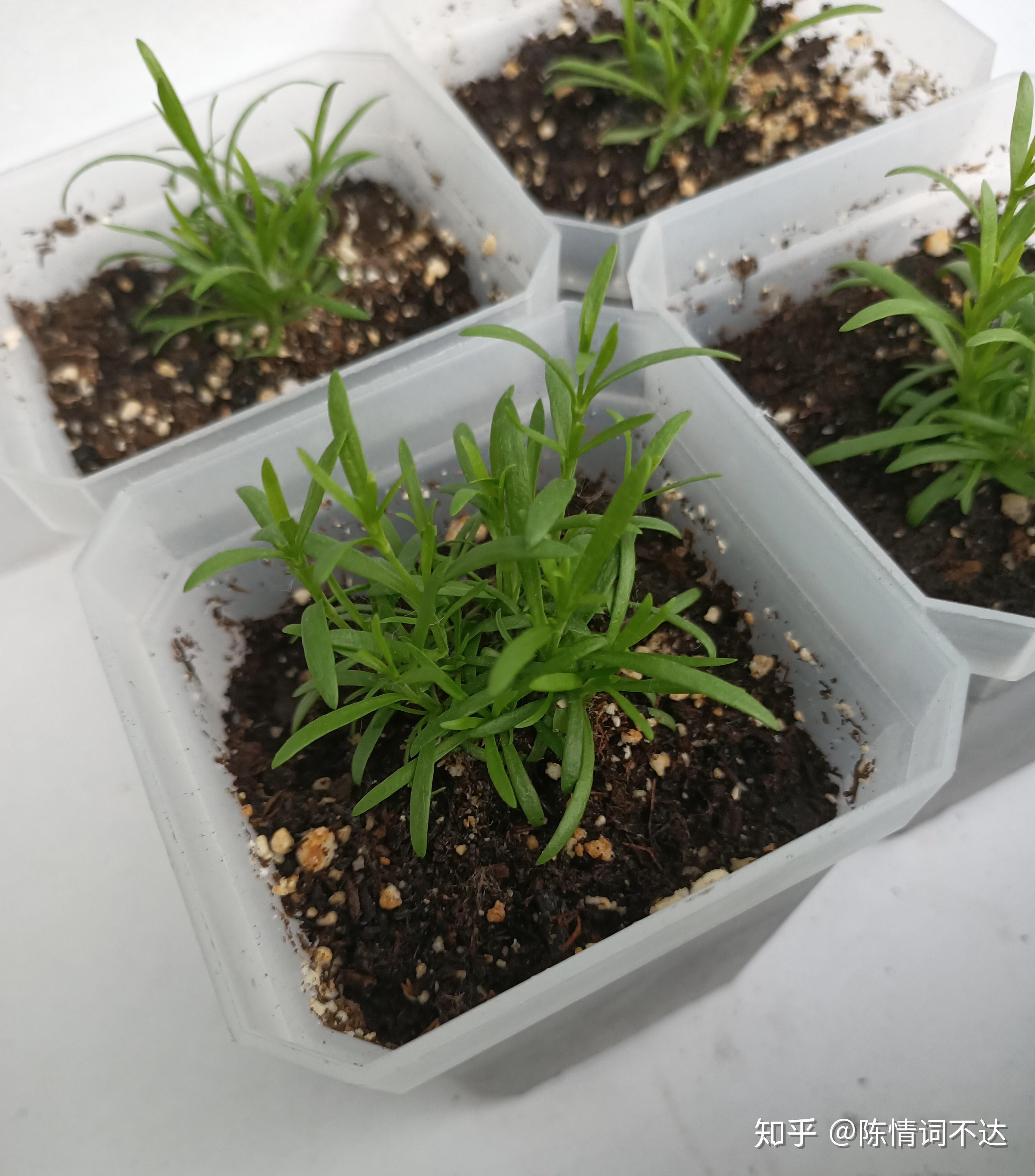 在网上买的满天星种子,真的能种粗来吗? - 知乎