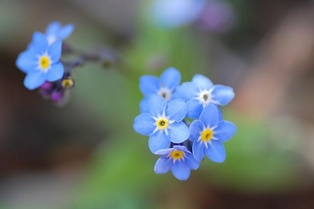 盘点10种蓝色的花，哪种最蓝？你喜欢哪种蓝花儿？ - 知乎