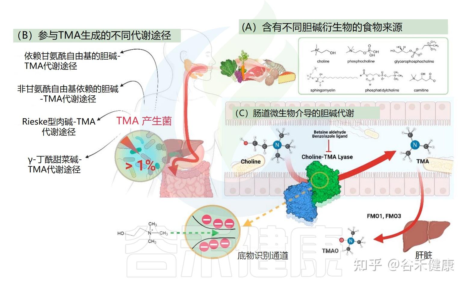 什么是胆碱，它与人体疾病有什么关系，如何平衡膳食胆碱 - 知乎