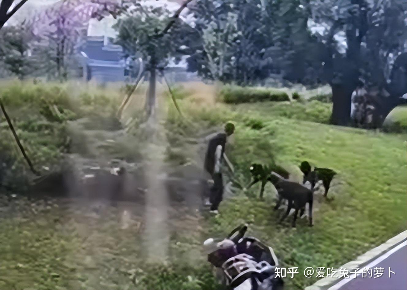 赣州市四条恶犬咬人事件:追问背后的真相 - 知乎