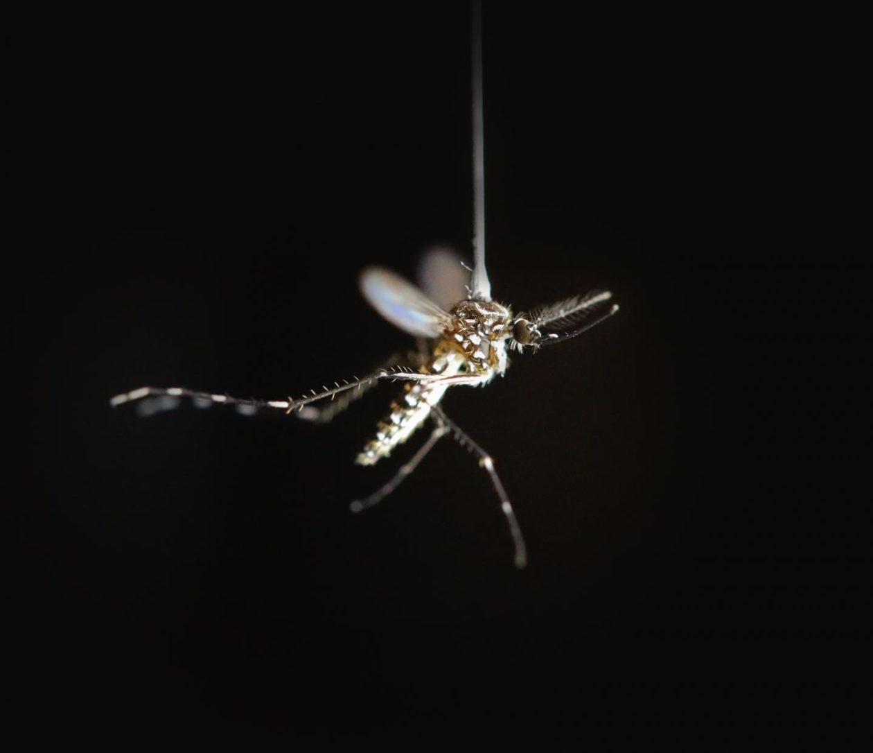 限制蚊子飞行高度的因素是什么