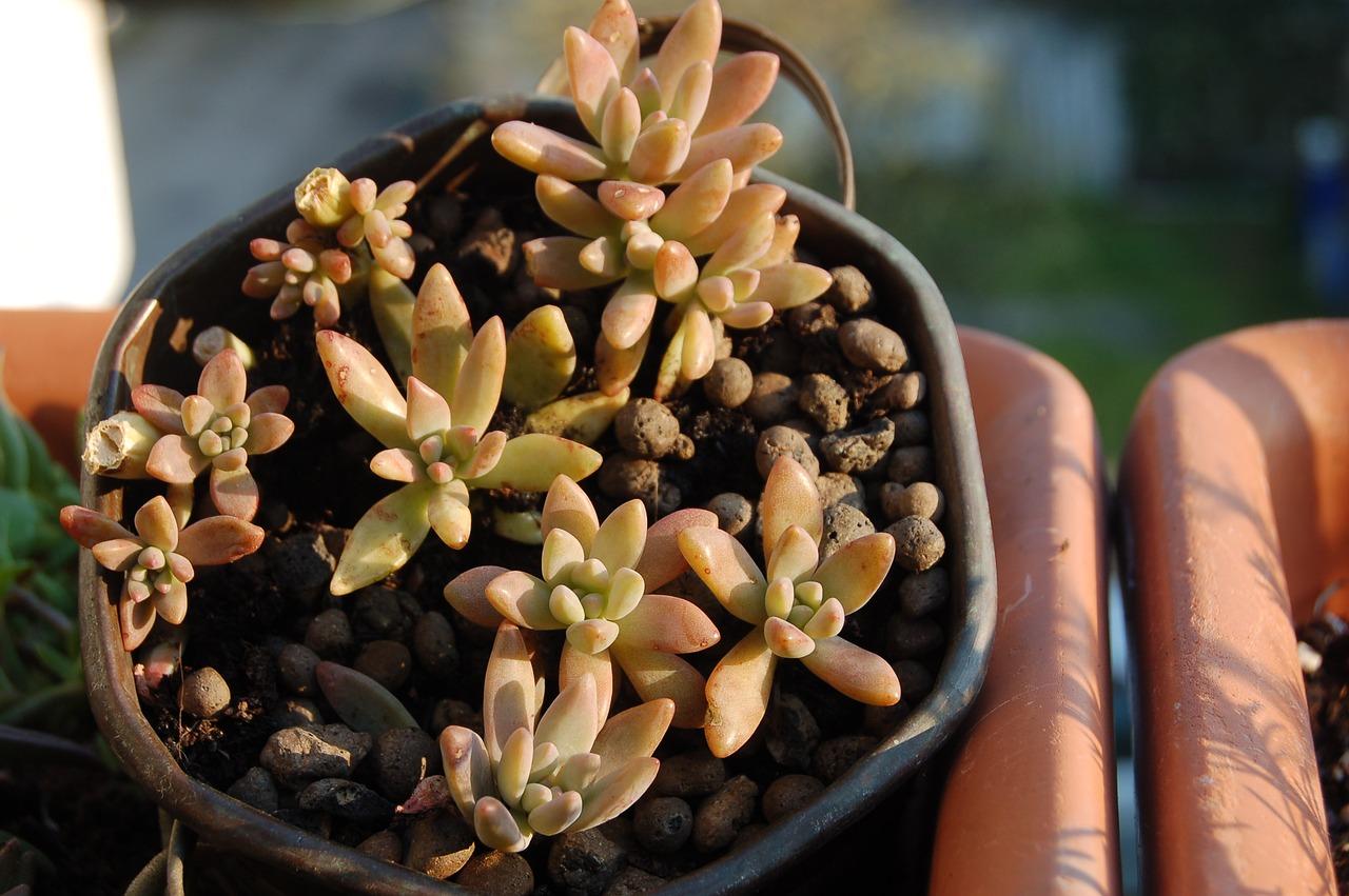 生石花如何分类