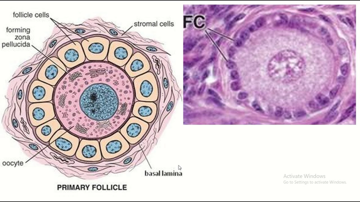 frontiers-editorial-hair-follicle-stem-cell-regeneration-in-aging