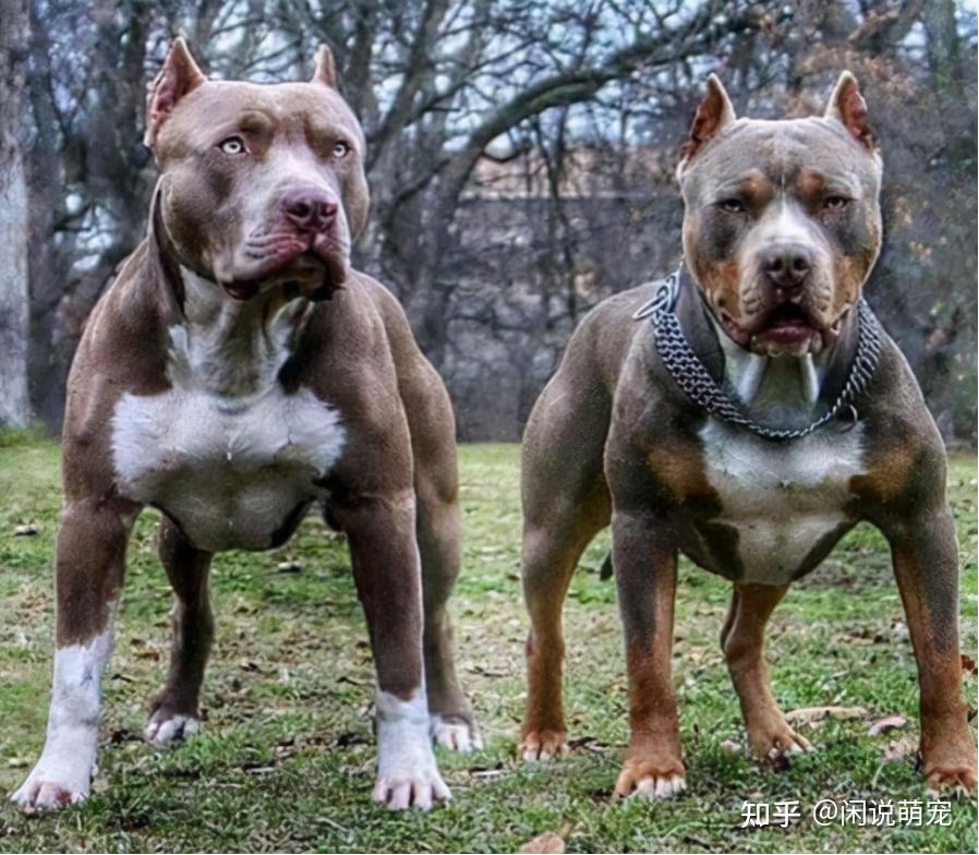 最凶猛的十大恶犬,个个性情凶狠,谁才是犬界霸主! - 知乎
