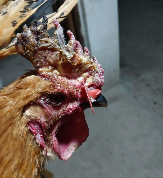 鸡冠癣是什么症状鸡冠结痂是什么病鸡冠上面长斑点是什么病鸡冠上长