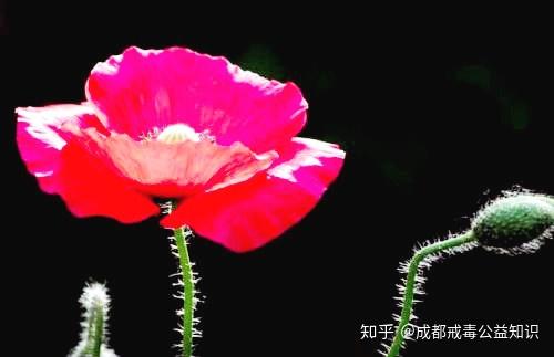 古代有毒品吗？“五石散”算吗？ - 知乎