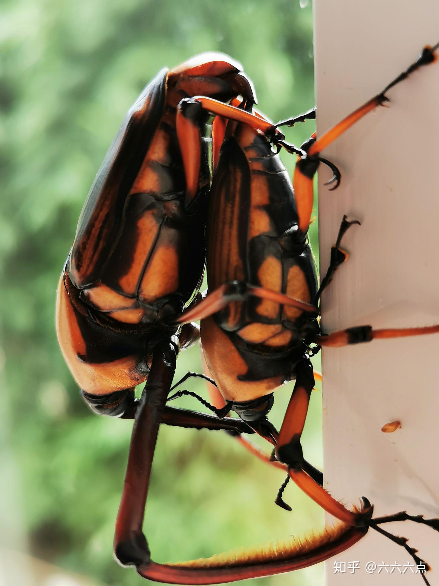 中华田园犬的颜值可以多高