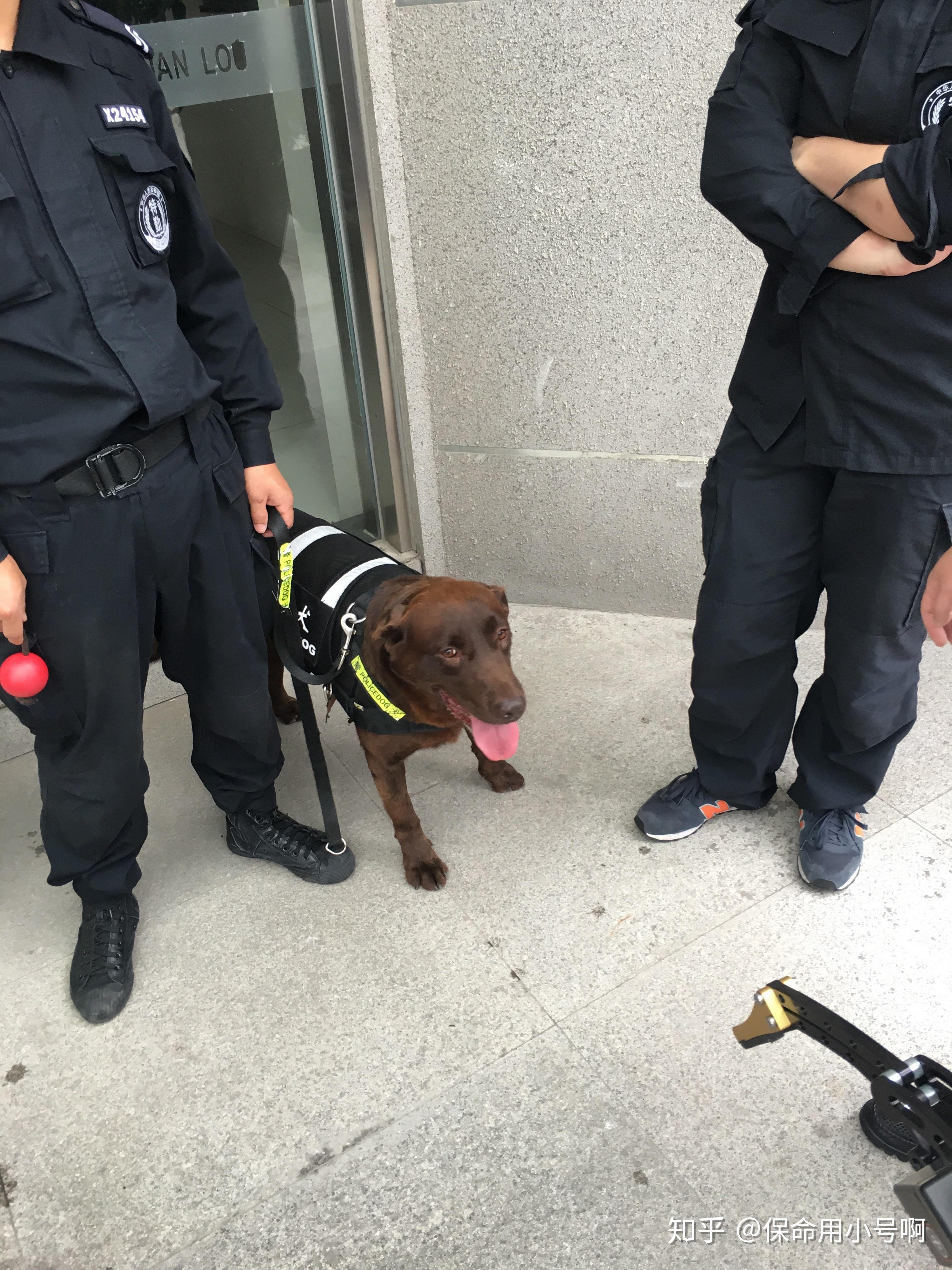 警犬如何协助警察抓捕罪犯? - 知乎