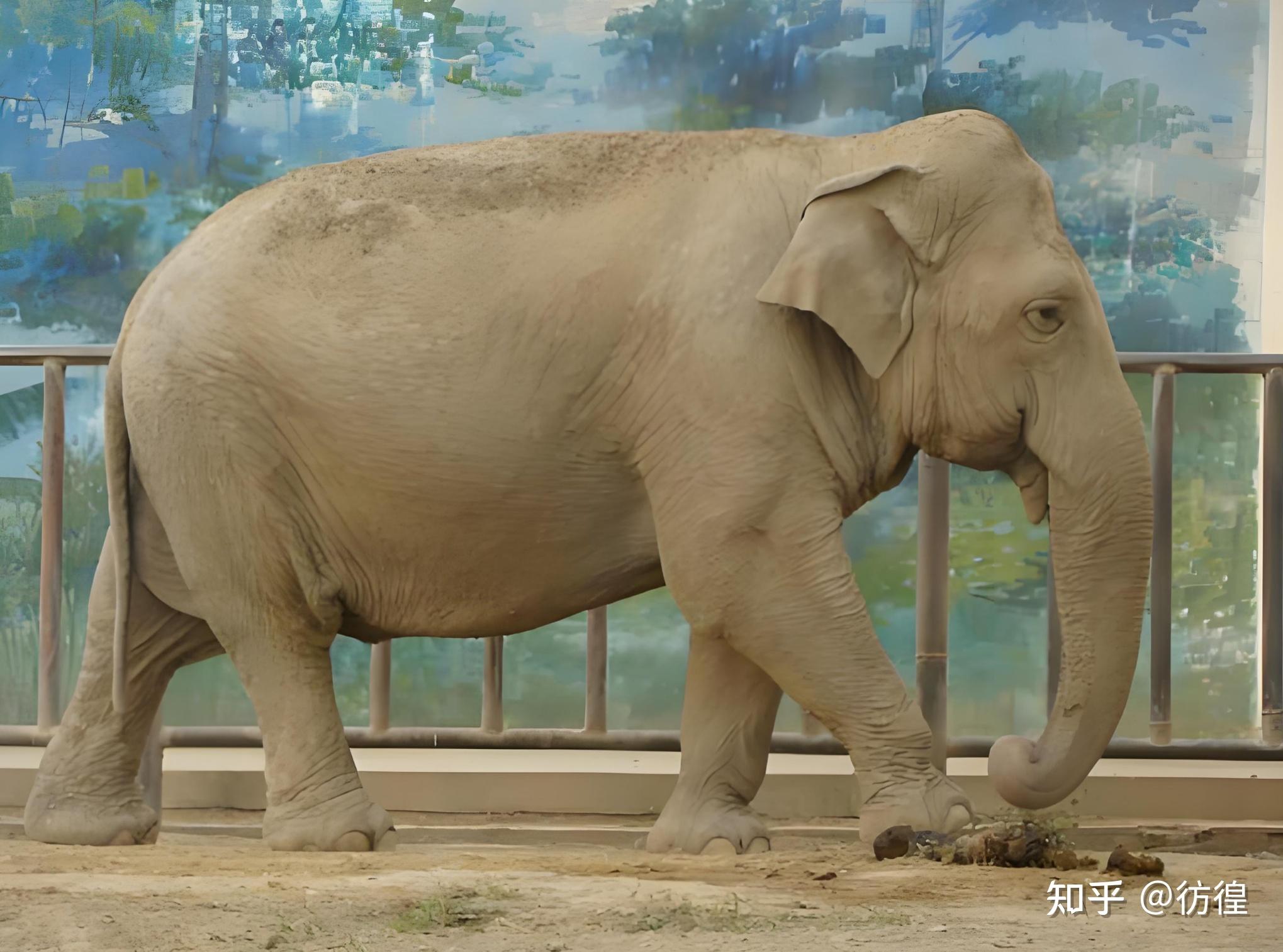 国际珍稀动物保护日你知道哪些珍稀动物