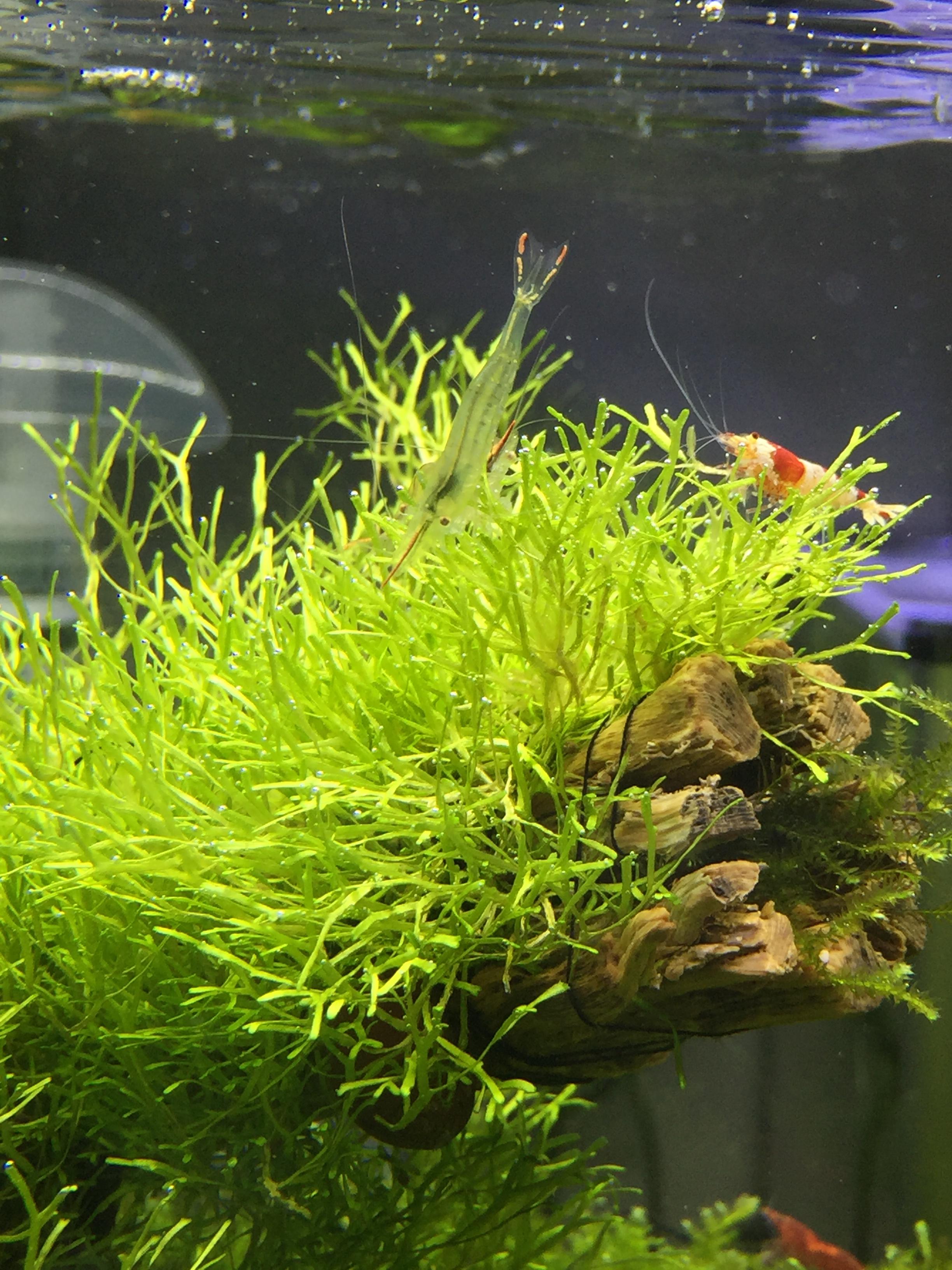 店长说是鹿角苔藓,百度后觉得不太像,鹿角苔不是应该有茎,高一些