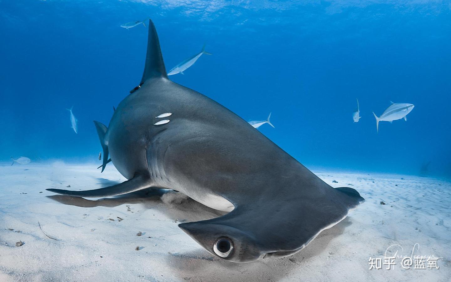锤头鲨分几种，在哪里看- 知乎