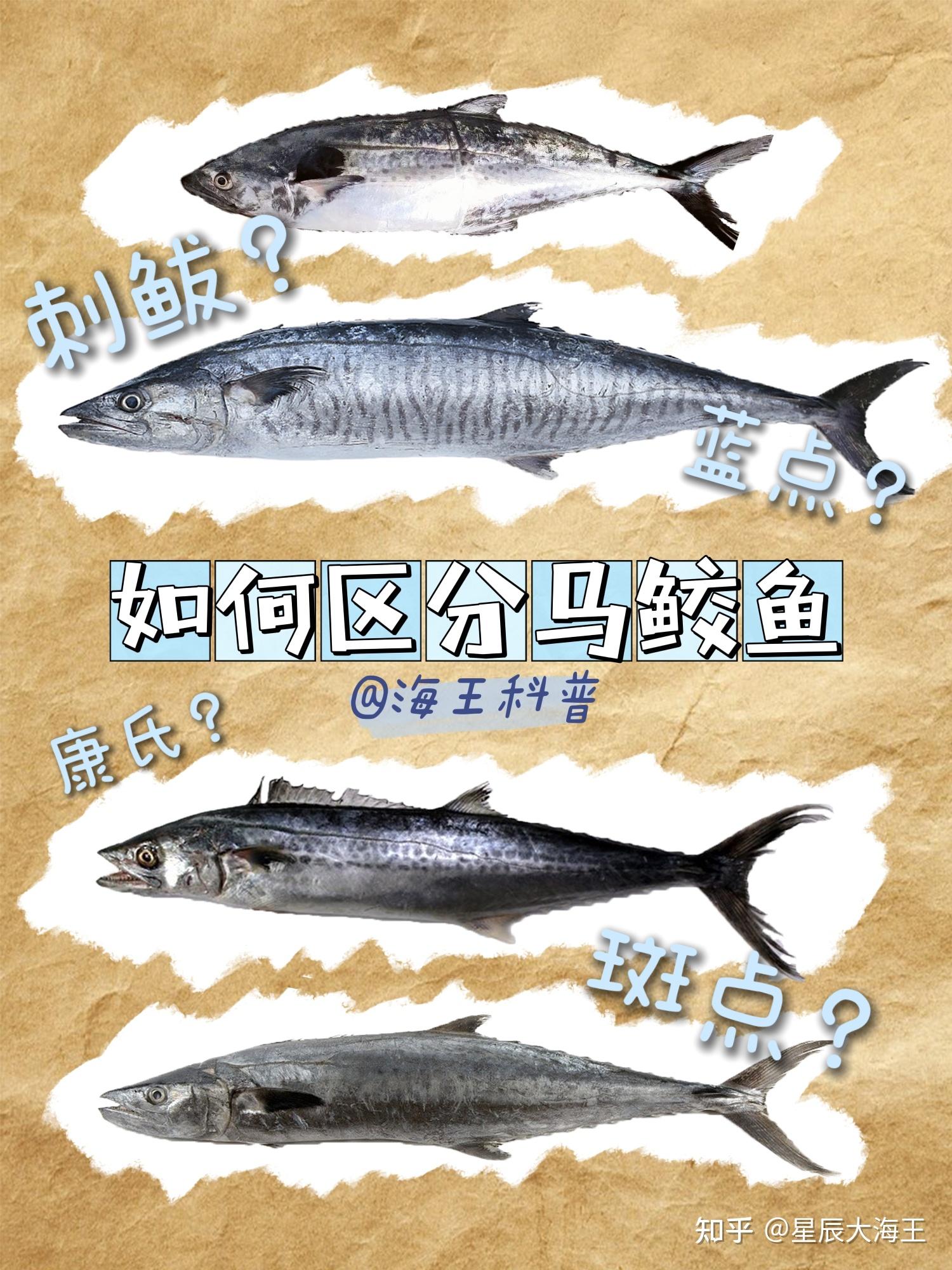 马鲛鱼和鲅鱼有什么区别? - 知乎
