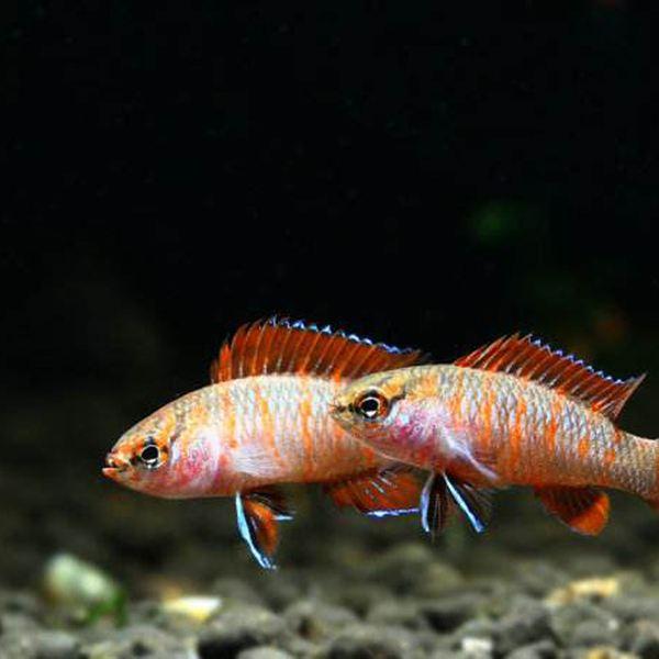 小型观赏鱼:火焰变色龙