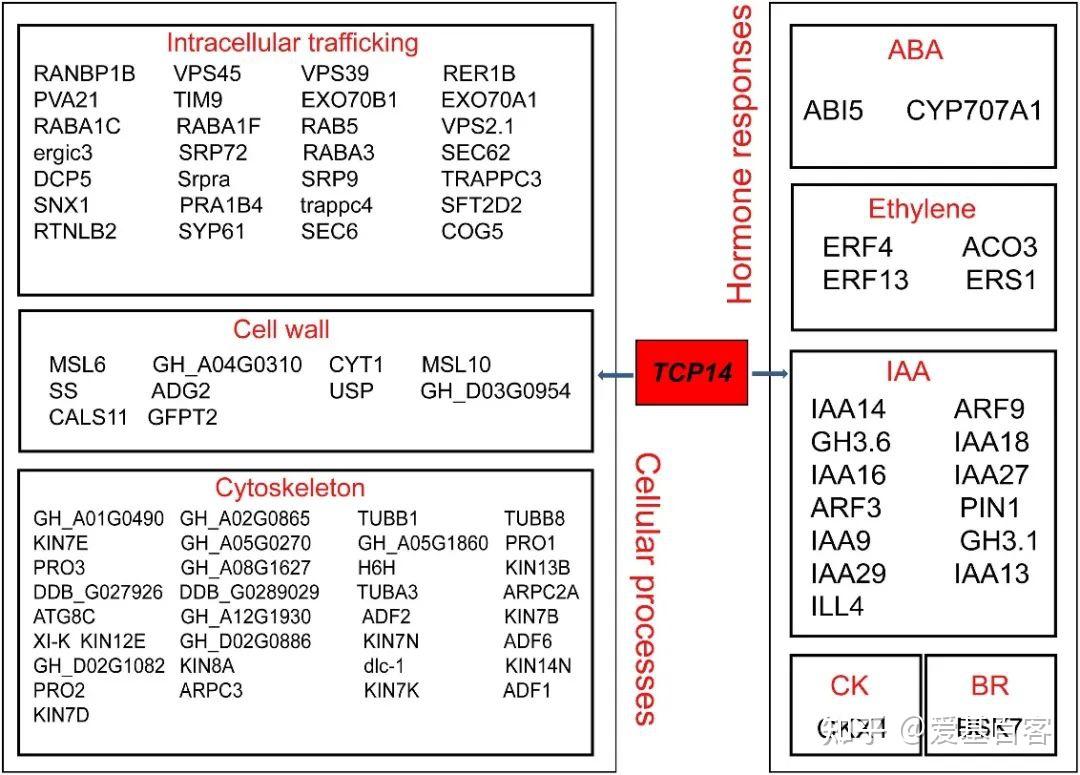 项目文章 | ATAC-seq和RNA-seq揭示棉花纤维伸长过程中的关键基因 - 知乎