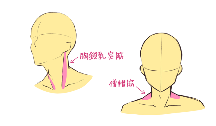 侧面喉结怎么画图片