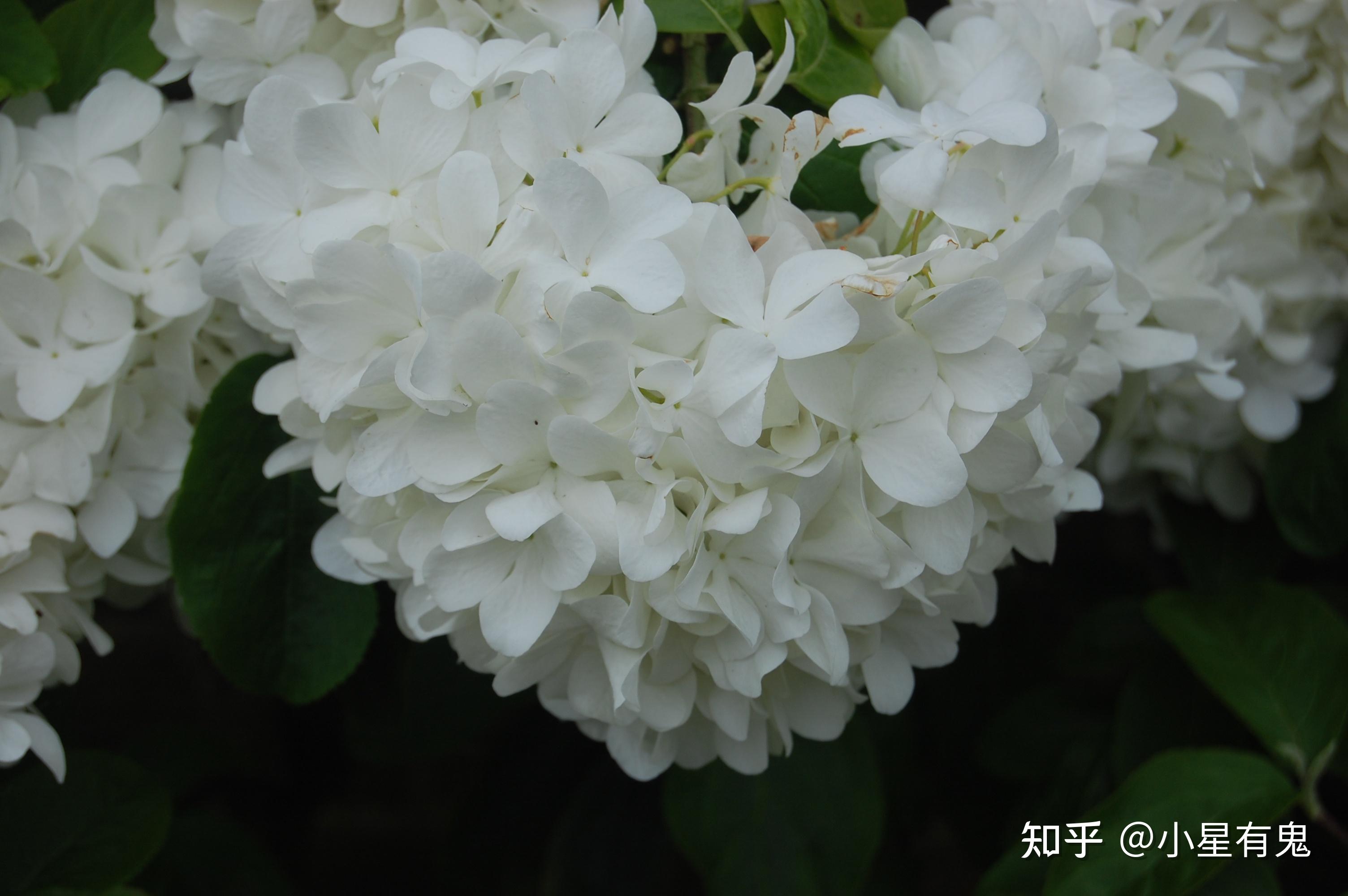 这个像绣球花一样的是什么植物?