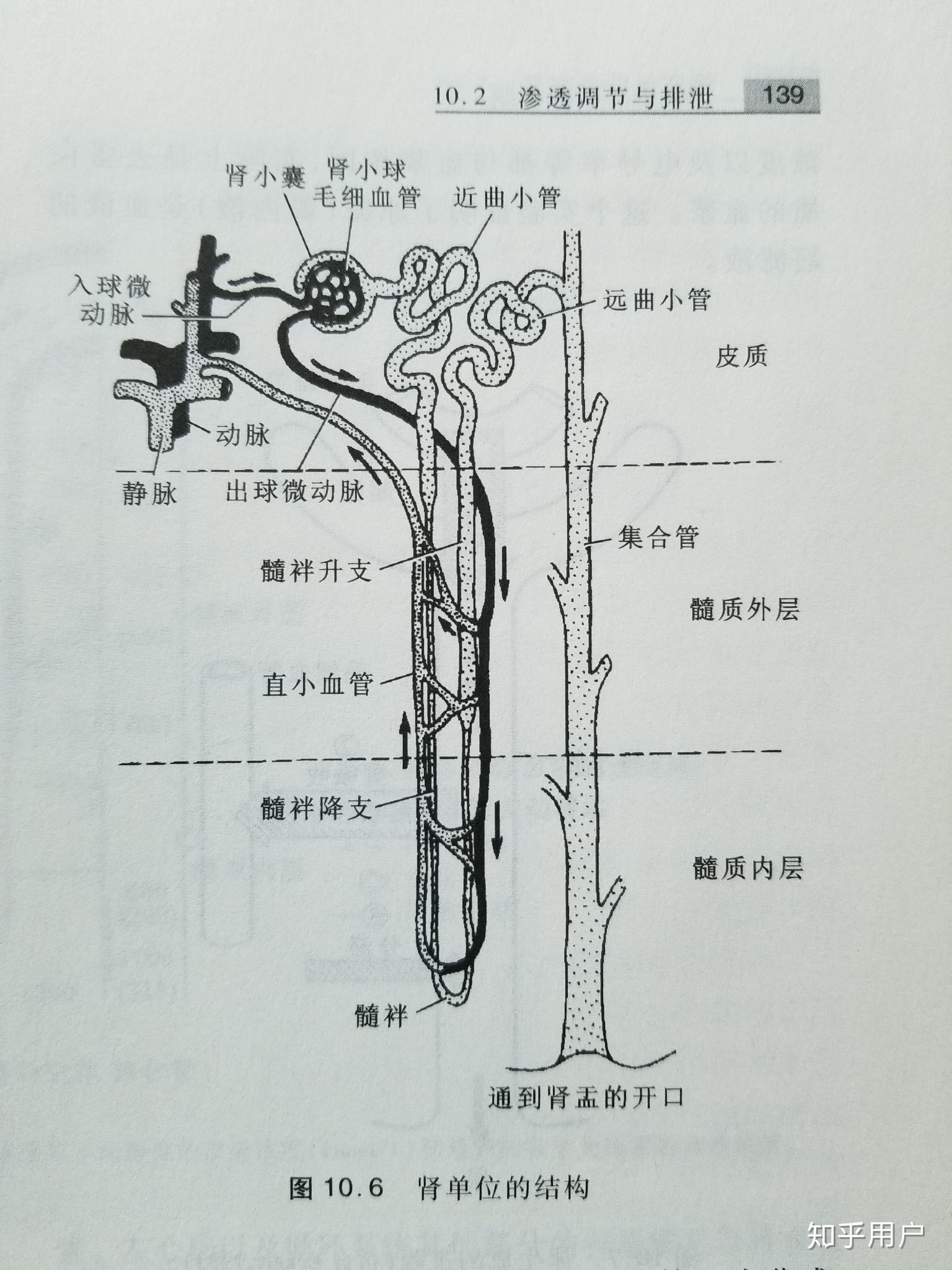 肾小管简图图片