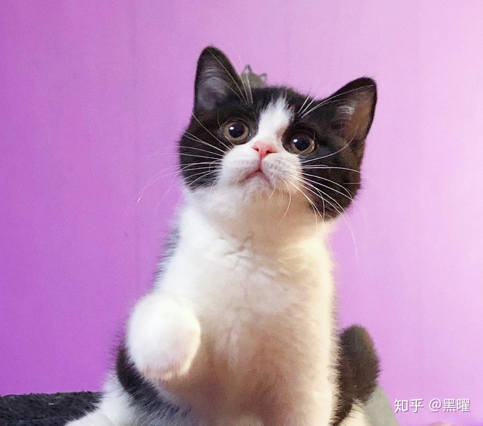 两个半月的黑白英短 微微爆毛请问以后会变成长毛猫咪吗?