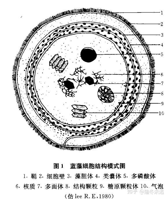 蓝藻细胞简笔画图片