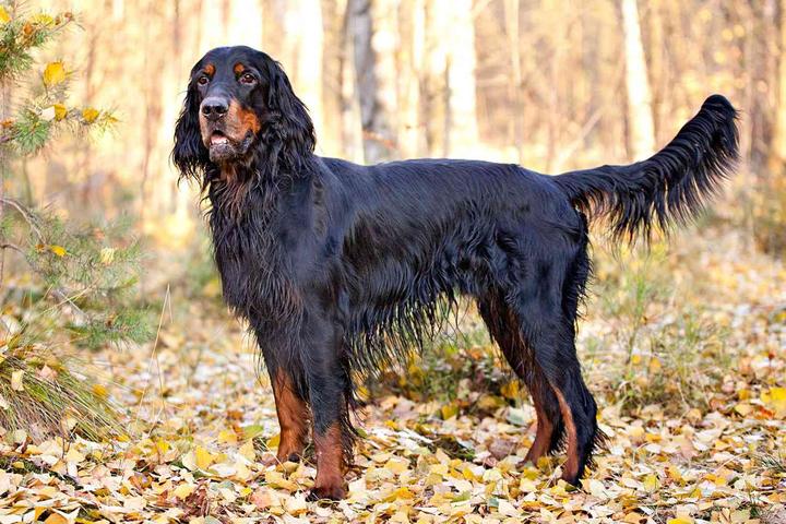 207个品种纯种犬介绍七(英格兰塞特犬和戈登塞特犬)