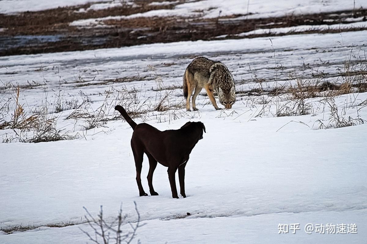 郊狼是狼还是狗