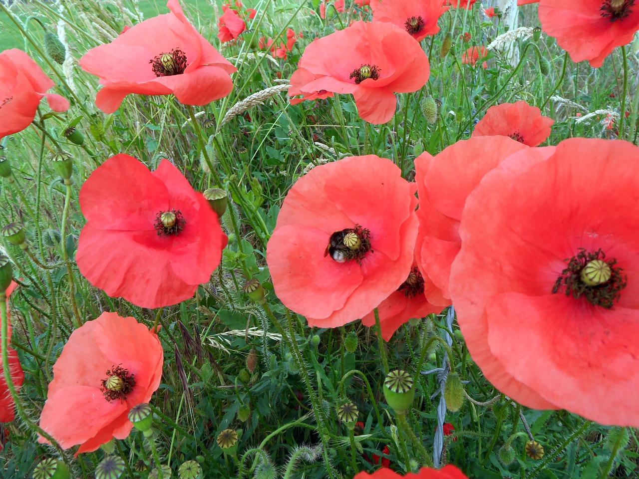 3. 药物滥用风险