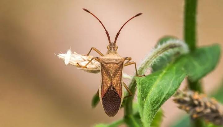 【动物界全系列】椿象下目—缘蝽科