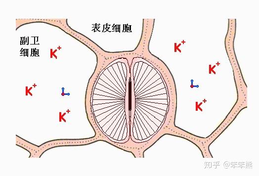 副卫细胞结构图图片