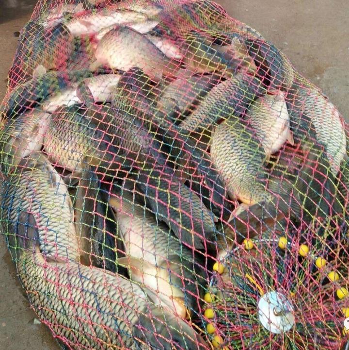 湖北男子一天渔获超60斤,网友猜测其真实性