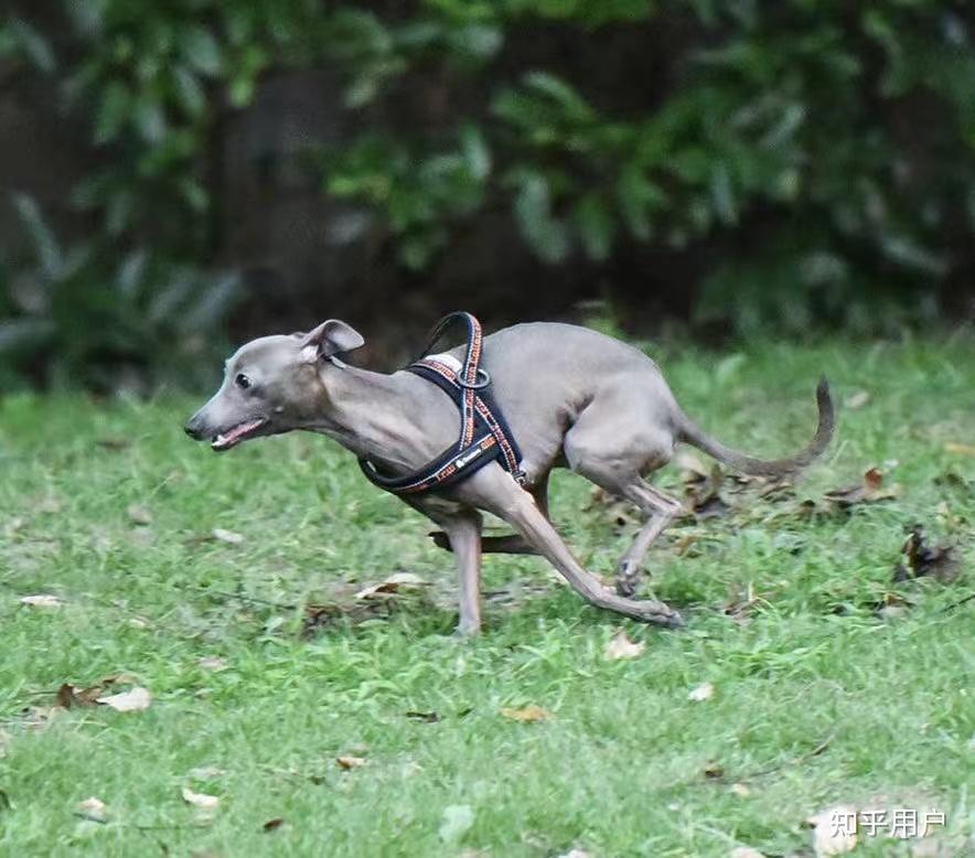 养意大利灵缇犬是种怎样的体验? - 知乎