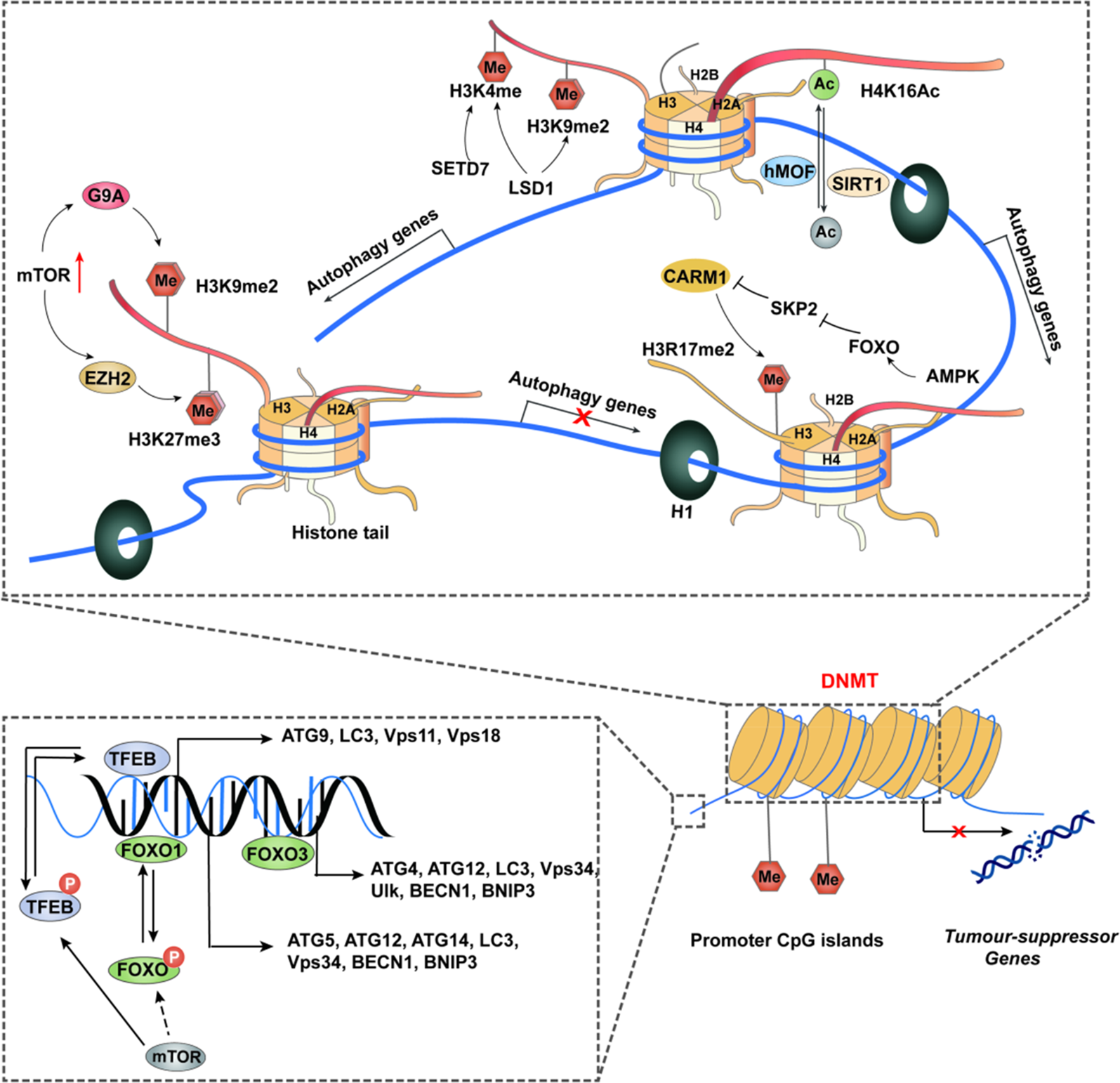 细胞自噬与肿瘤？ - 知乎