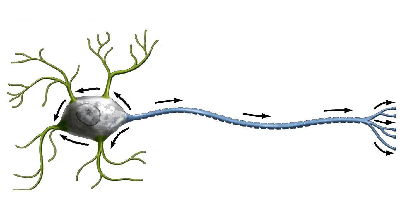神经冲动的传导方向图图片