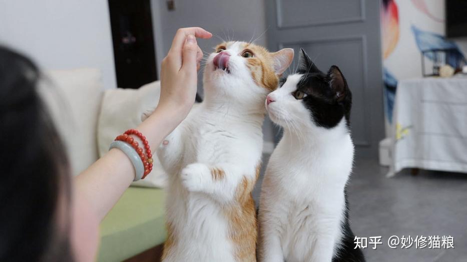 科普:养猫对人有这10个好处,难怪那么多人喜欢养猫 - 知乎
