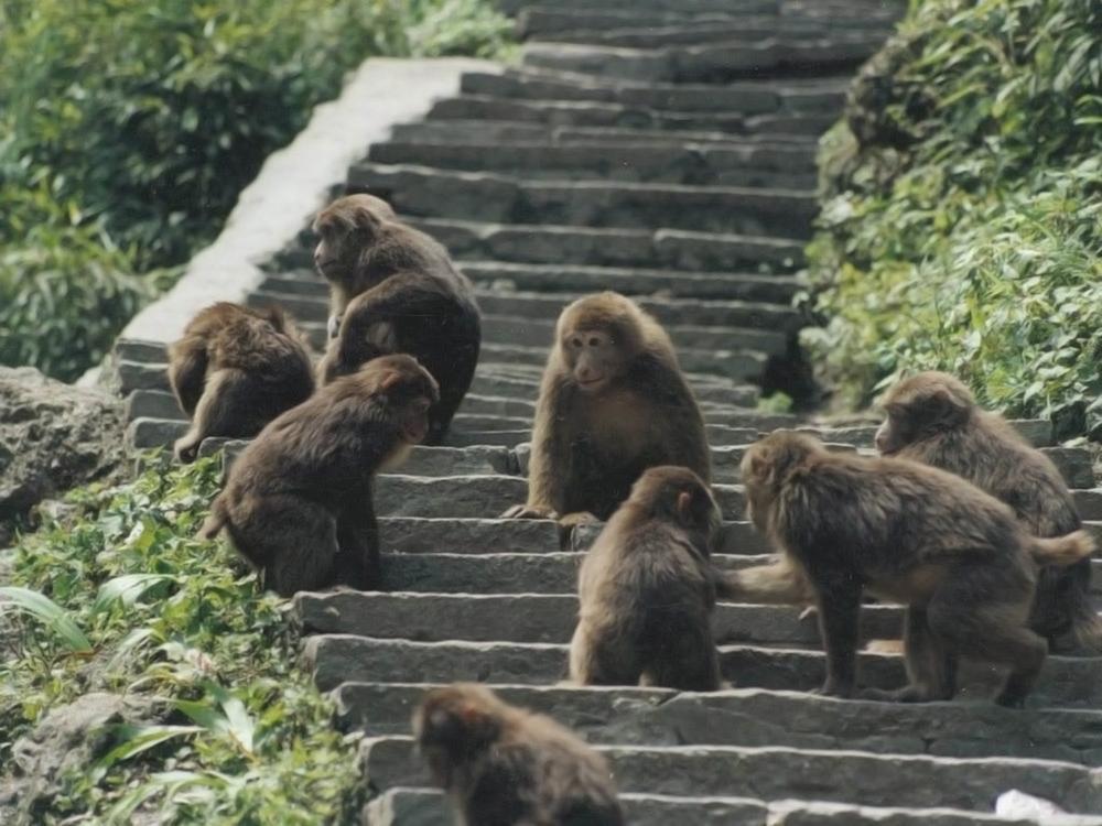 大马猴到底是什么生物？为什么成为老人哄孩子的法宝？ - 知乎