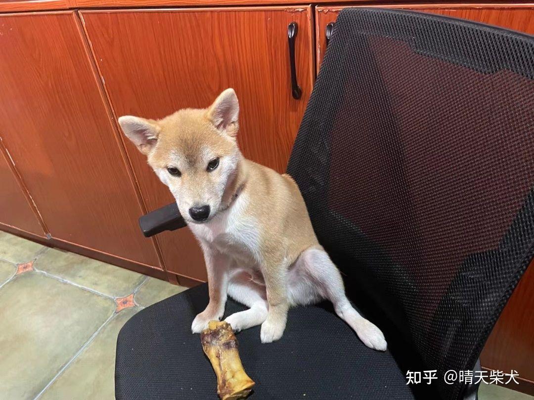 柴犬尴尬期我家四个月柴犬丑成这样能给我看看你家尴尬期的柴犬吗