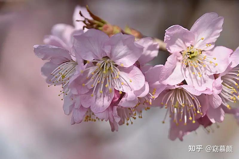春季常见樱花有哪些?如何区分早樱、中樱、晚樱? - 知乎