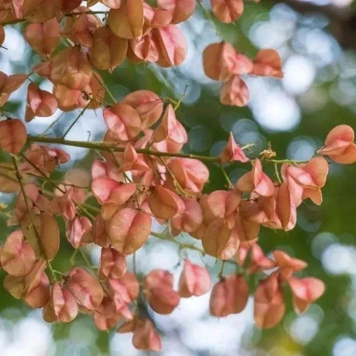 栾花正盛!成都街头秋色不输春 - 知乎