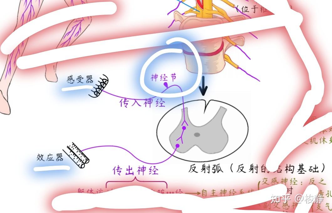 如何根据示意图分辨反射弧的感受器和效应器
