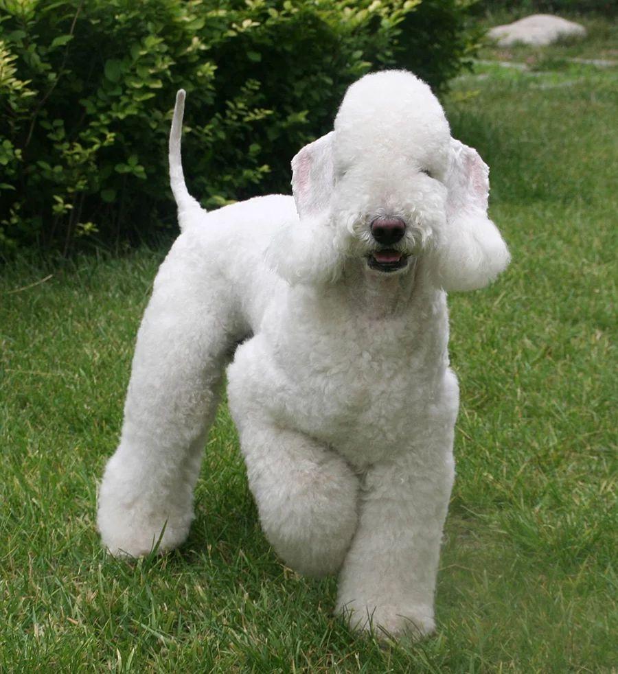 养贝灵顿梗的优缺点