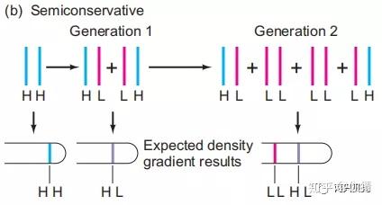 分子生物学 | DNA复制的一般特征 - 知乎
