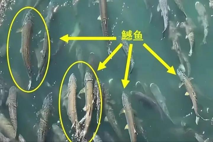 惊人!鱼类通过大坝上的“鱼道”洄游产卵 - 知乎