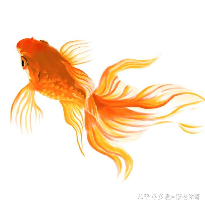 如何跟孩子解释「为什么金鱼会被撑死不会饿死呢」? - 知乎