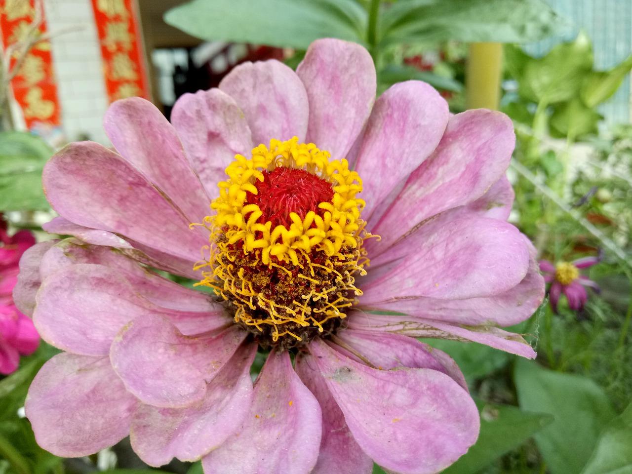 3. 花蕊分类探讨