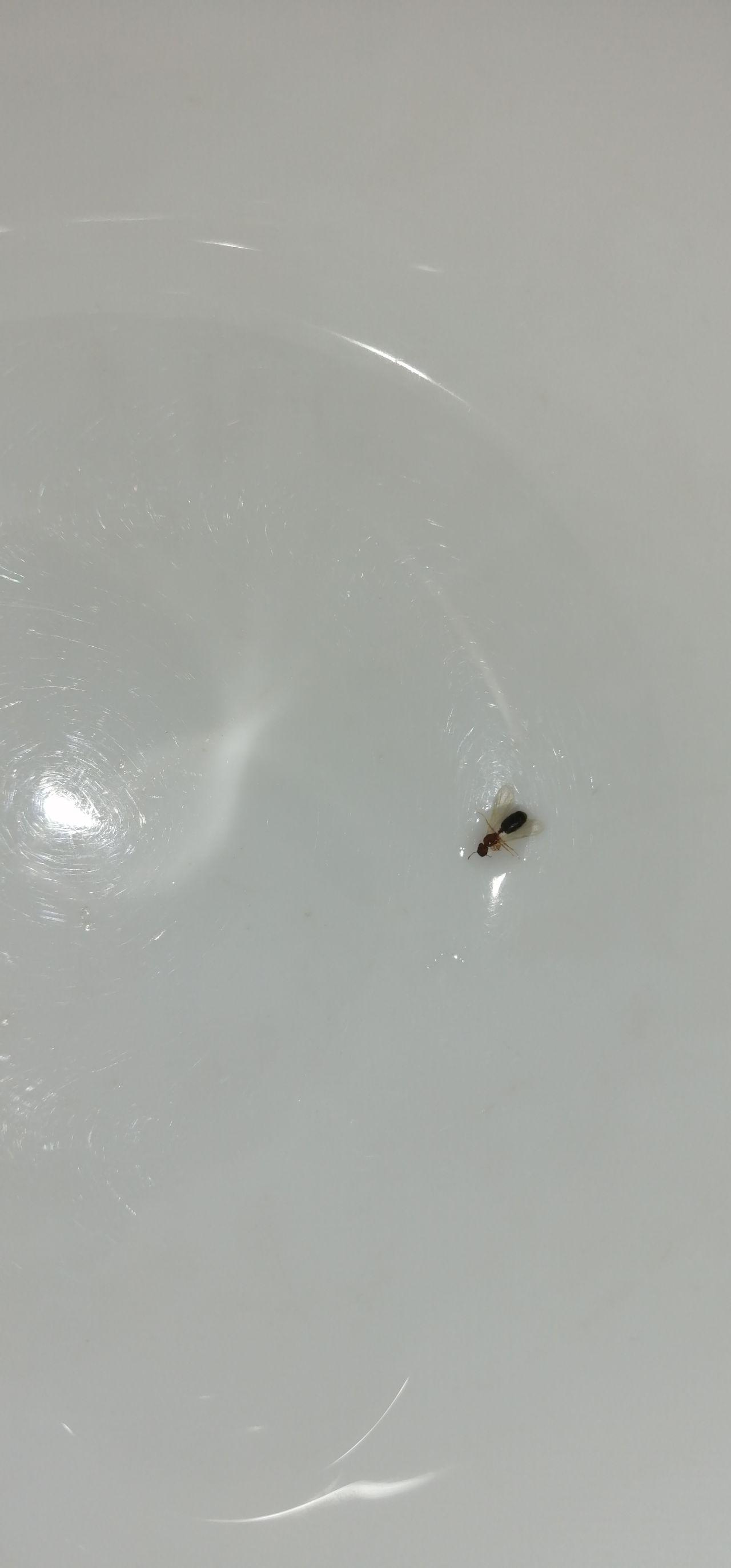 这种红色带翅膀的蚂蚁是啥？ - 知乎