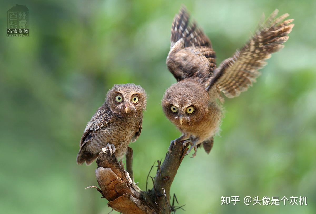 这是什么鸟?下乡看到的? - 知乎