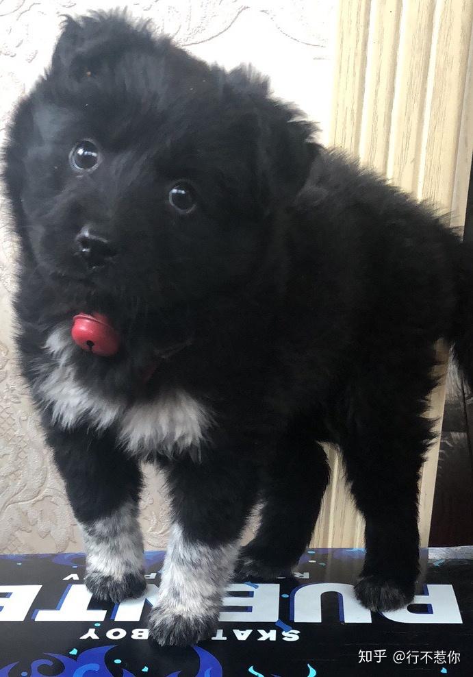 纯种边牧和混血边牧哪个更好? - 知乎