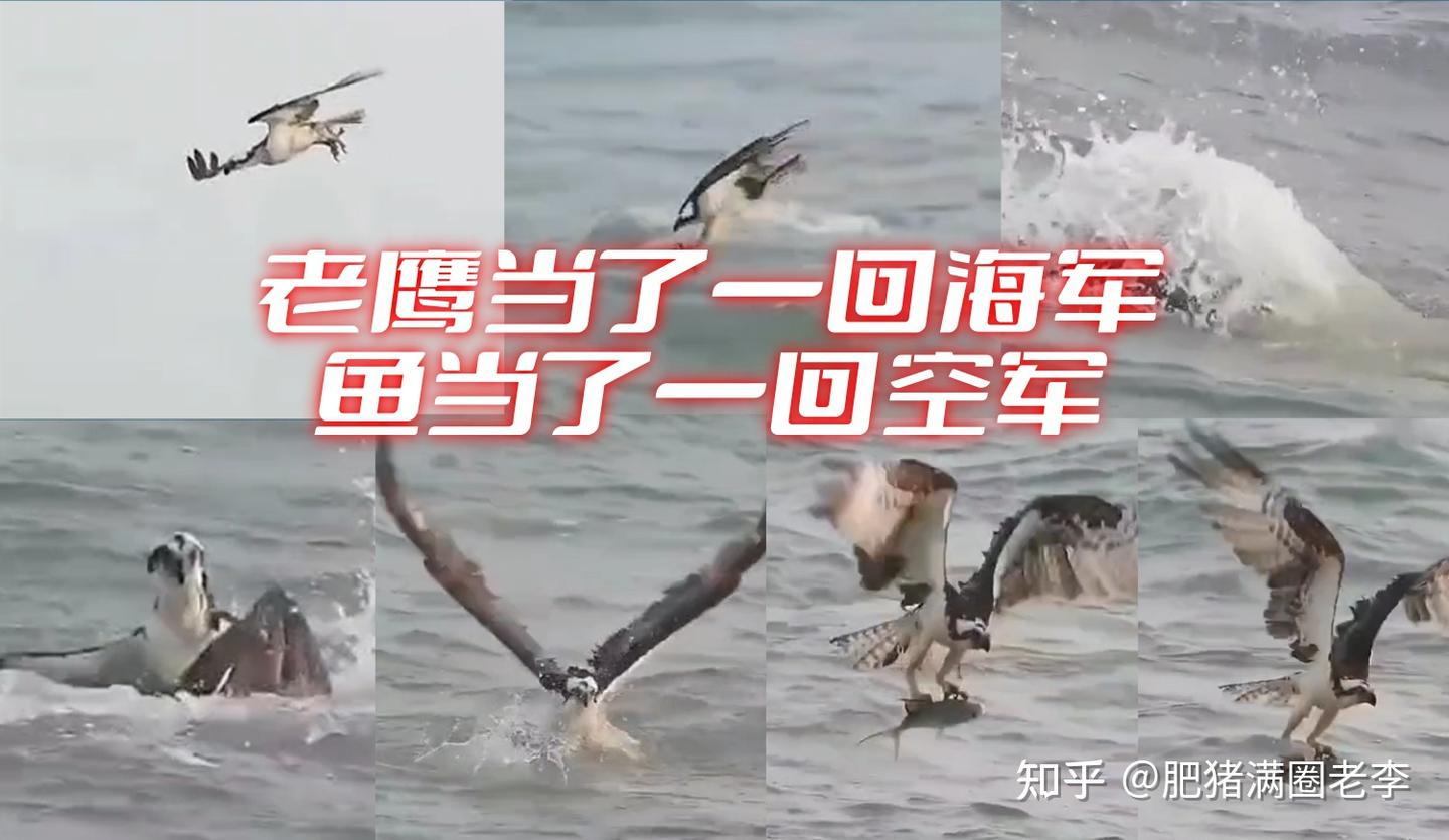 这事儿闹的,鱼当了一回空军大鹰当了一回海军! - 知乎