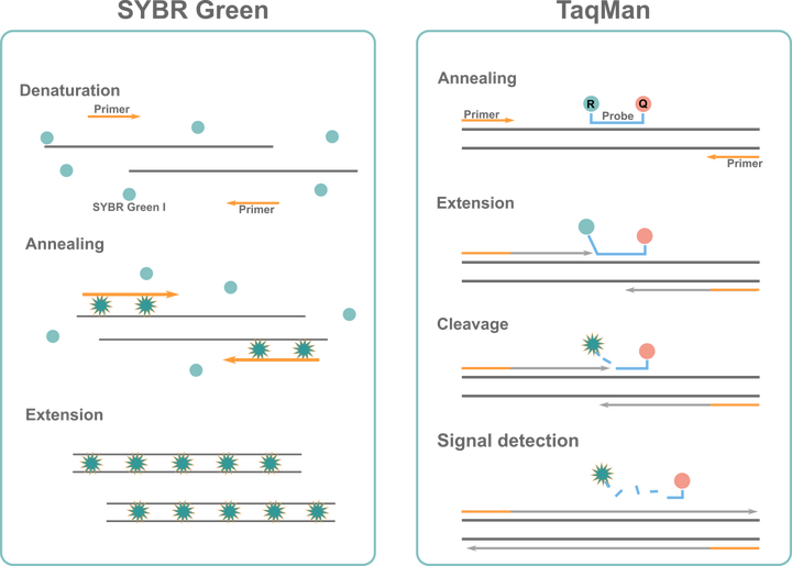 qPCR 检测的工作原理 知乎