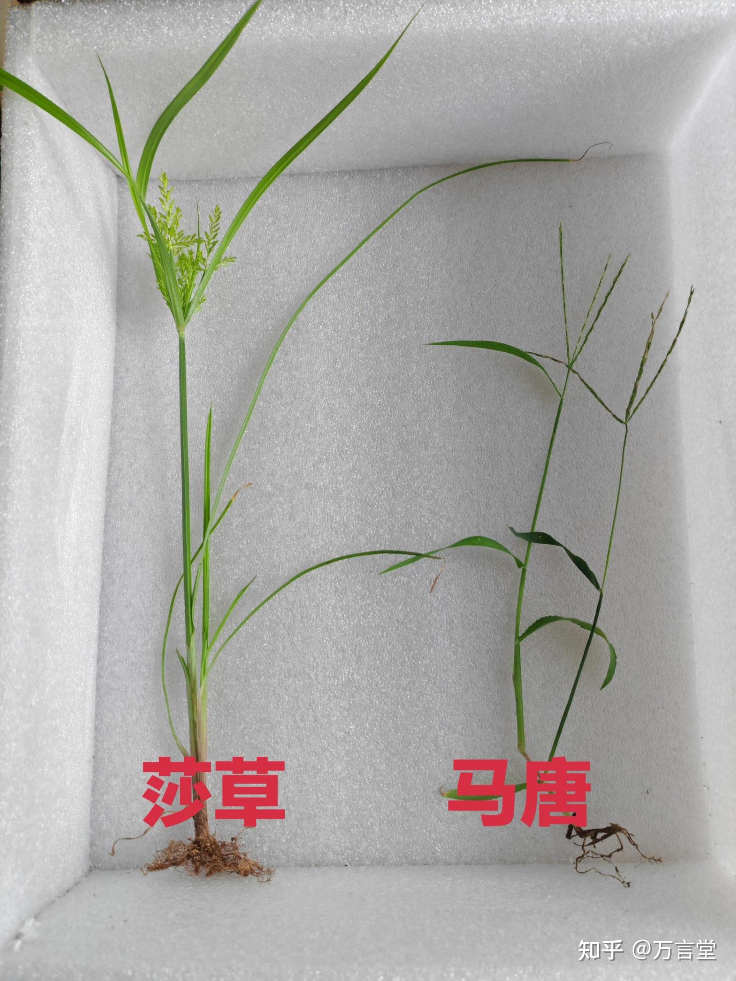 “谁言寸草心，报得三春晖”这句诗的深沉含义是什么？ - 知乎