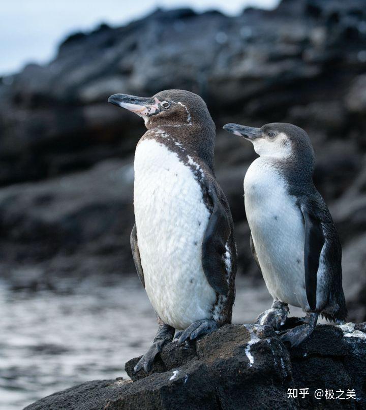 科隆群岛的企鹅图片